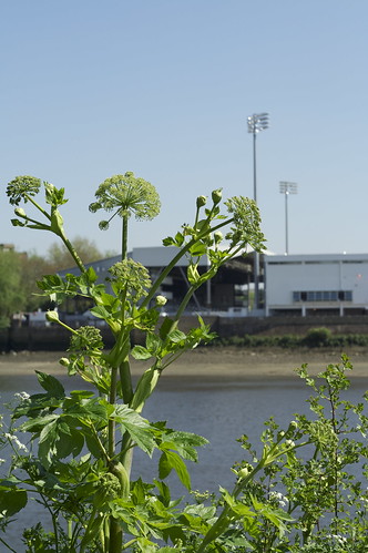 Alexanders and Craven Cottage