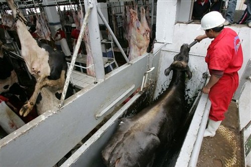 Preparing a dairy cow for slaughter