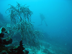 Tree-like Coral