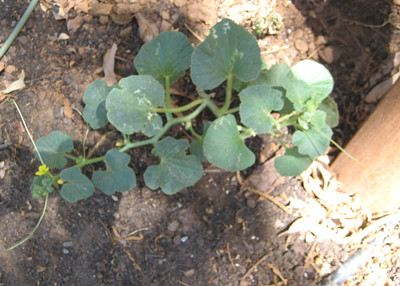 Cantaloupe is growing like a weed!
