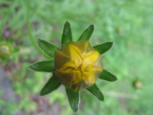 Coreopsis bud