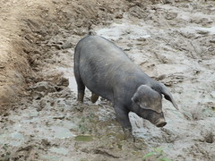 A pig in mud