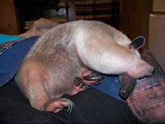 Anteaters do 'wiped out' very well.