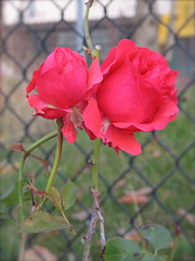 Election day rose along the fence at El Centro de la Raza. Roses in November are one of the great things about living here. Photo by Wendi
