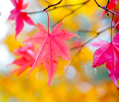 red japanese maple leaf. Japanese Maple Leaf Autumn