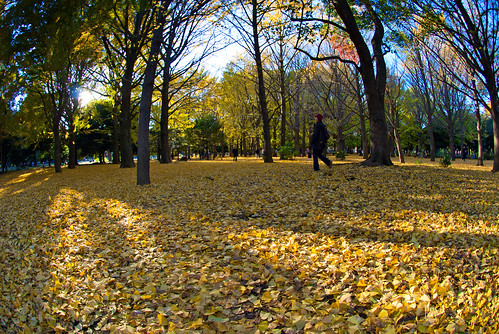 Autumn in Yoyogi 04