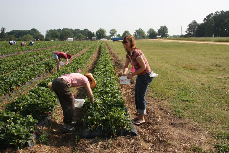 April and Anne Marie picking strawberries