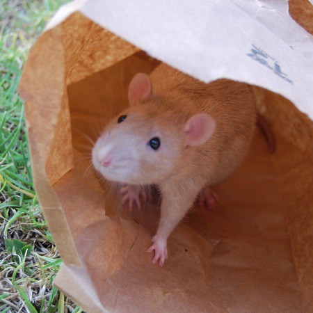 Rats & Paper Bag Funtime