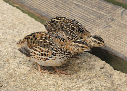 Chim cút kiểng Thái | cút king quail - YouTube