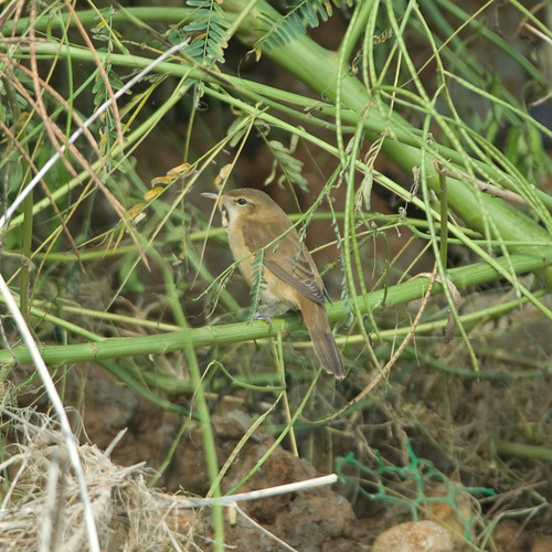 20080916_087 大葦鶯 Oriental Reed Warbler