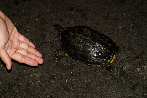 20080911_007 颱風天前夕 在師大分部後門馬路上的斑龜