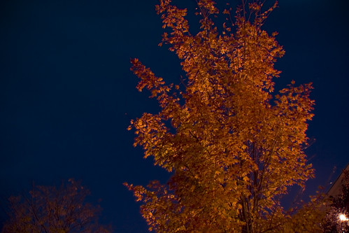 Fall Tree at Night