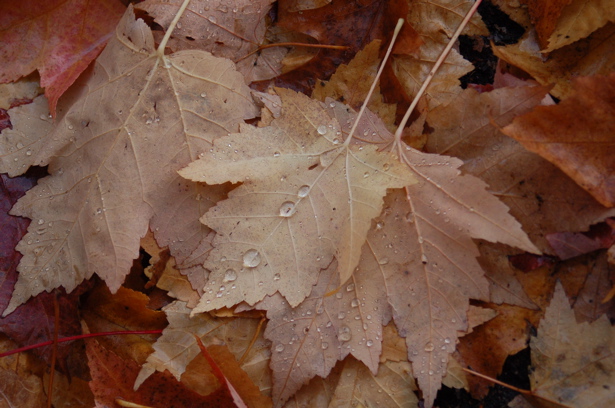 autumn_leaves_waterdrops_1row