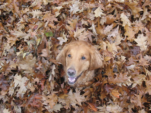 Fun with dogs and leaves