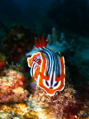 Colourful Nudibranch