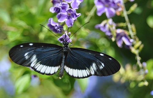 Mariposa de The Butterfly Farm de St. Thomas.