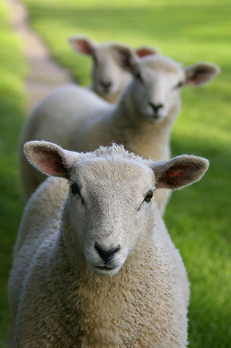Lambs, Wensleydale