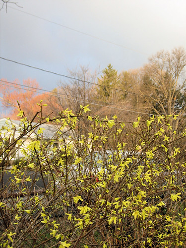 First forsythia buds and early spring morning storm by cizauskas, on Flickr