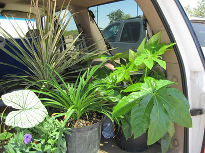 Backseat full of plants