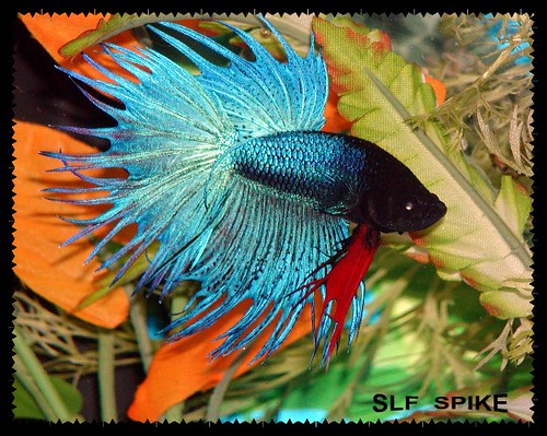 Crowntailed Betta by sponytales2000.