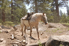 20080627 Riderless Horse