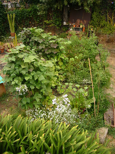 Garden 2008.7.18 - 2