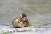 Napping duckling
