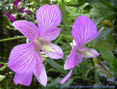Orchid ([E] --) Tags: flowers plant orchid flower tree garden    