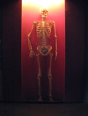 20080718-人體骨骼-15
