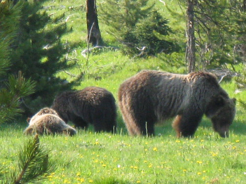 Grizzly Bear Mom and Two Cubs Closeup