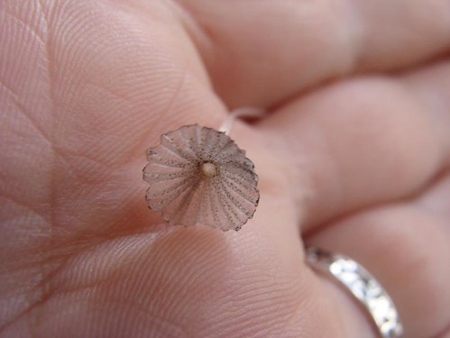 Kirsty Hall, photograph of tiny translucent fungi on palm of hand