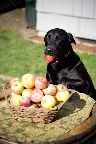Puma choosing his apple!