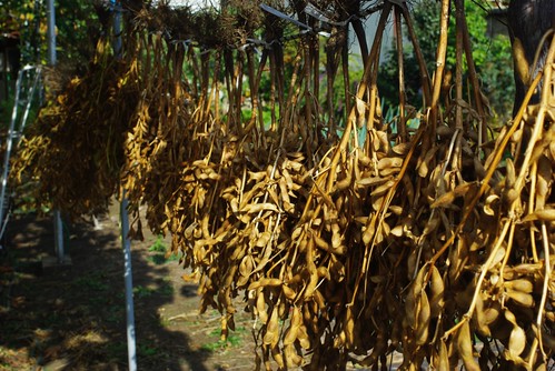 干した枝豆　dry green soybeans