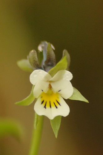 Viola arvensis - Akkerviooltje, Field pansy