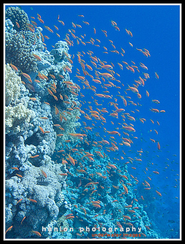 Red Sea blue water magic filter image