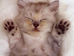 cute_kitten
