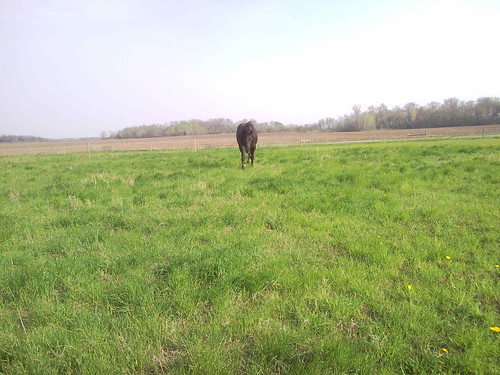 Axel made me catch him all the way out in the pasture.