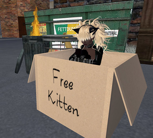 Free Kitten
