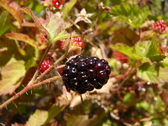 And then I ate the blackberry, thus disarming it.