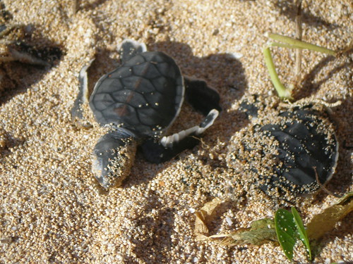偶然幸運看到小綠蠵龜，小心不要打擾到牠囉；圖片提供：洪博彥