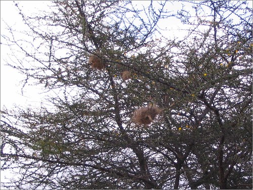 你拍攝的 72 Mara Triangle - Weaver Nests。