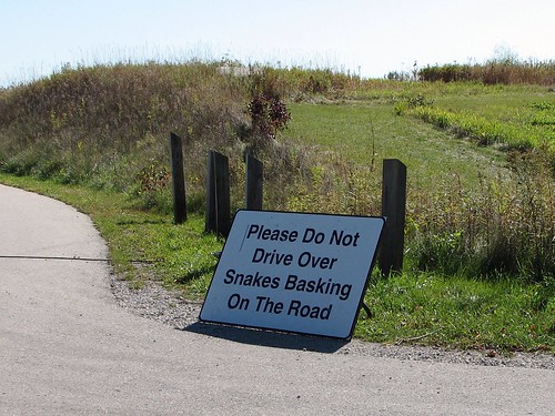 Please Do Not Drive Over Snakes Basking On The Road