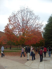 Fall Tree at Major University
