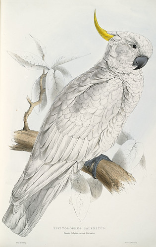Greater sulphur-crested cockatoo