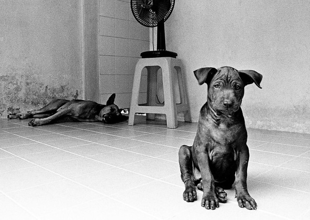 dogs inside public toilet in city park - Bangkok, city of angels