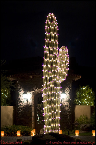 Cactus Christmas_3354