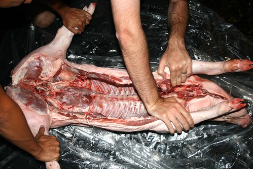 Prepping the pig