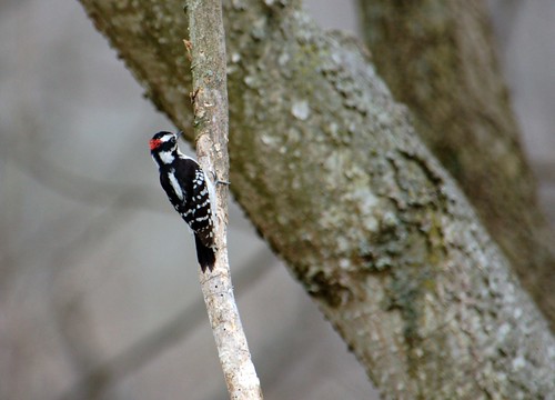 Juvenile Male Woodpecker