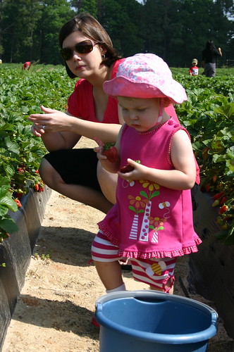 Picking strawberries