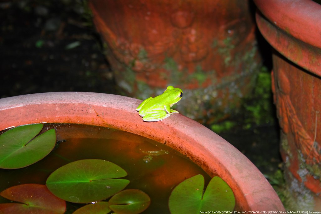 Rhacophorus smaragdinus 翡翠樹蛙 IMG_6619